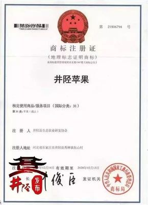 水果愛好者的福音 國家地理標(biāo)志產(chǎn)品“井陘蘋果”上市，代理代辦全面啟動